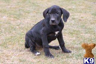 Puppies in PA